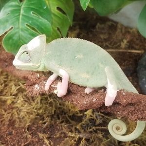 Meet your Posher, Richard